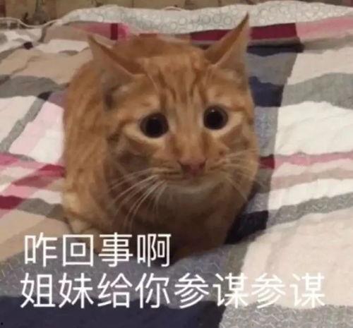 姐惯着你表情包